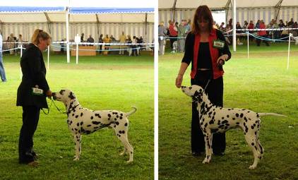 Paignton Champ Show.jpg